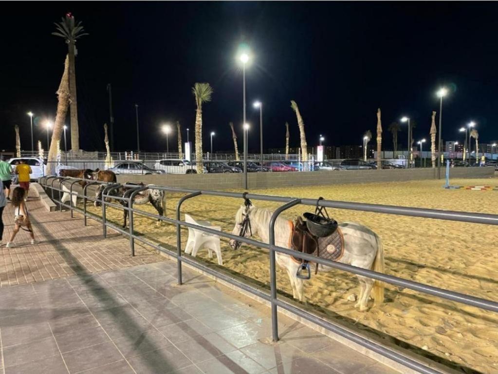 Porto Golf Marina Resoert New Alamein North Coast Apartment